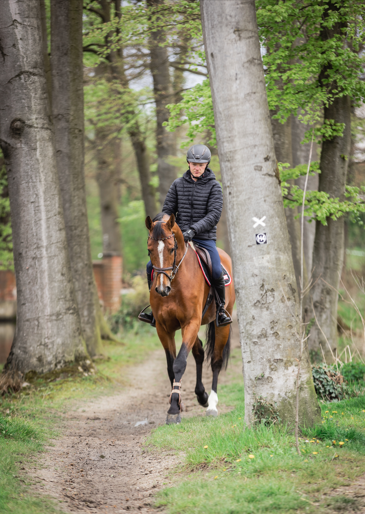 Sicher durchs Gelände: Tipps & Tricks für euren gemeinsamen Ausritt 🌳🐎