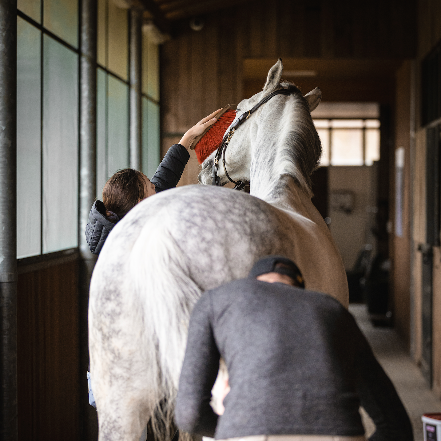 Der Übergang zum Winterfell: Alles, was du zum Fellwechsel wissen musst! 🐎🤩💪🏻